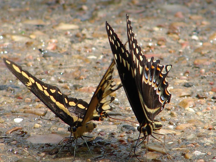 Butterflies on a pebbled pathway.