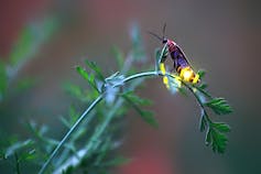 Female firefly on a stem, flashing her light.